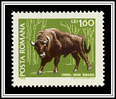 Bison Bonasus