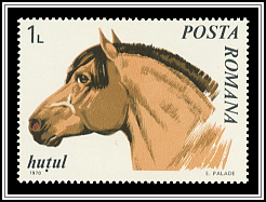 Hutsul Pony