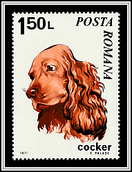 Cocker Spaniel