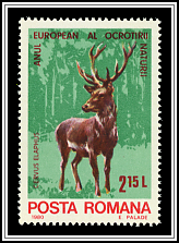 Red Deer
