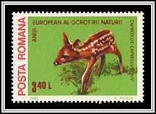 Roe Deer