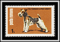 Fox Terrier