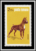 Boxer