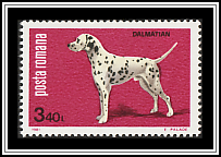 Dalmation