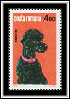 Poodle