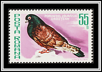 Orbetean Rust-coloured Highflyer