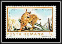 Eurasian Lynx (ynx lynx)