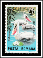Dalmatian Pelican (Pelecanus crispus)