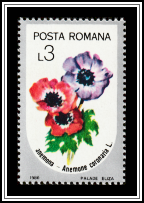 Poppy Anemone
