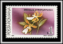 Large-lipped Encyclia (Encyclia atropurpurea)