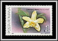 Bracteate Chysis (Chysis bractescens)