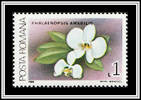 Moon Orchid (Phalaenopsis amabilis)