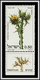 Scolymus Maculatus