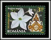 Ornamental Tobacco