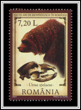 Ursus Spelaeus