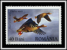 Lesser White-fronted Goose (Anser erythropus)