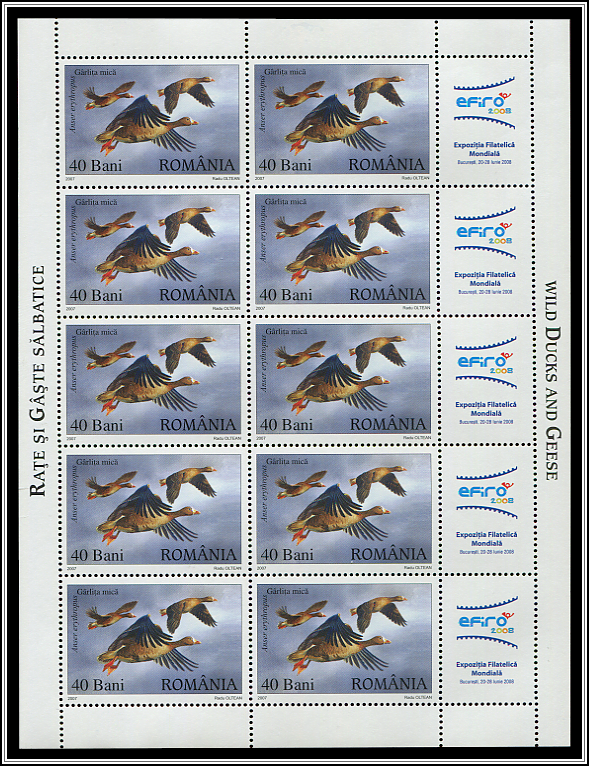 Lesser White-fronted Goose (Anser erythropus)