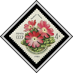 Primula Minima