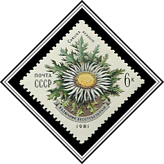 Carlina Acaulis