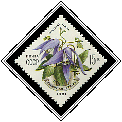 Atragene Alpina