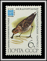 Eurynorhynchus Pygmeus