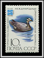 Anser Indicus
