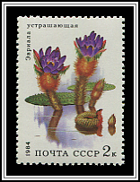 Euryale Ferox