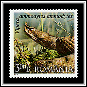 Western Sand Viper (Vipera ammodytes ammodytes)