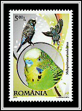 Budgerigar (Melopsittacus undulatus)