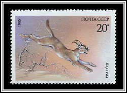 Caracal Caracal