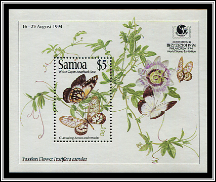 Anaphaeis Java and Acraea Andromacha