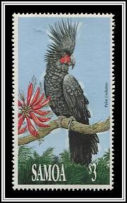 Probosciger Aterrimus