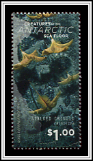 Stalked Crinoid