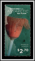 Hydroid