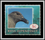 South Polar Skua