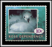Snow Petrel