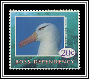 Black-browed Albatross