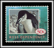 Chinstrap Penguin