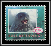 Weddell Seal