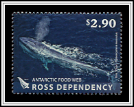 Balaenoptera Musculus