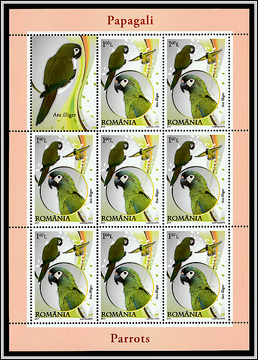 Illiger's Macaw (Ara illiger)