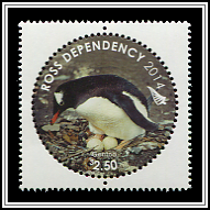 Pygoscelis Papua