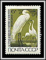 Egrets
