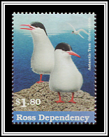 Antarctic Tern
