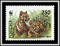 Siberian Tiger