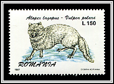 Arctic Fox (Alopex lagopus)