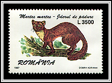 Pine Marten (Martes martes)