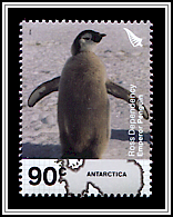Aptenodytes Forsteri
