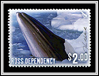 Kim Westerskov - Minke Whale