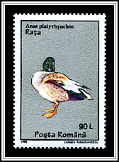 Anas Platyrhynchos